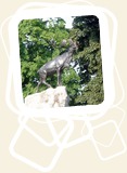 "Caribou" Masnières
