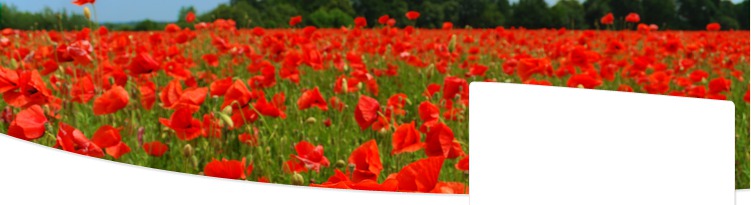 Poppies