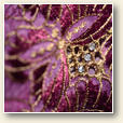 Dentelle Moda veneziana