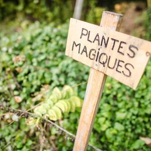 Plantes magiques, Archéo'site