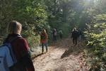 Foret vivante immersion sylvestre cAleth Lepretre