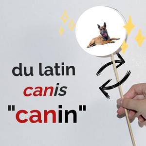 12 juillet cree le jouet optique d'un animal