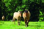 19 juillet equus a la decouverte du cheval