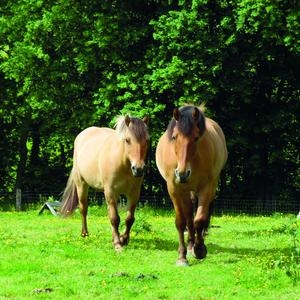19 juillet equus a la decouverte du cheval