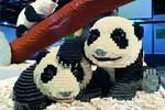23 juillet Lego
