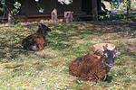 3 aout les animaux de la ferme au moyen age