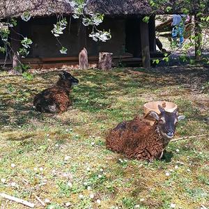 3 aout les animaux de la ferme au moyen age