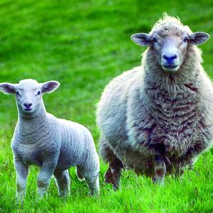 27 aout cree ton mouton