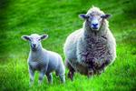 27 aout cree ton mouton