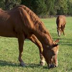 chevaux